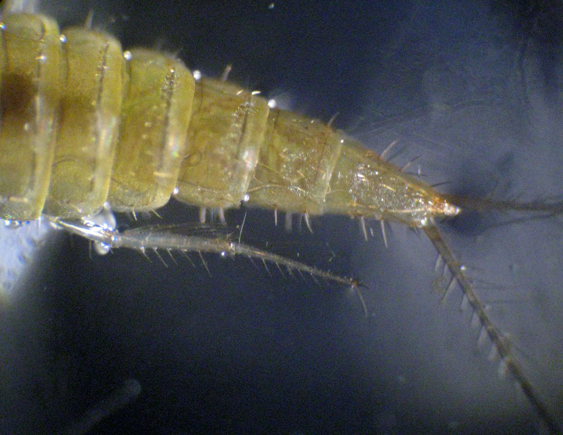 Probabile larva di Dytiscidae